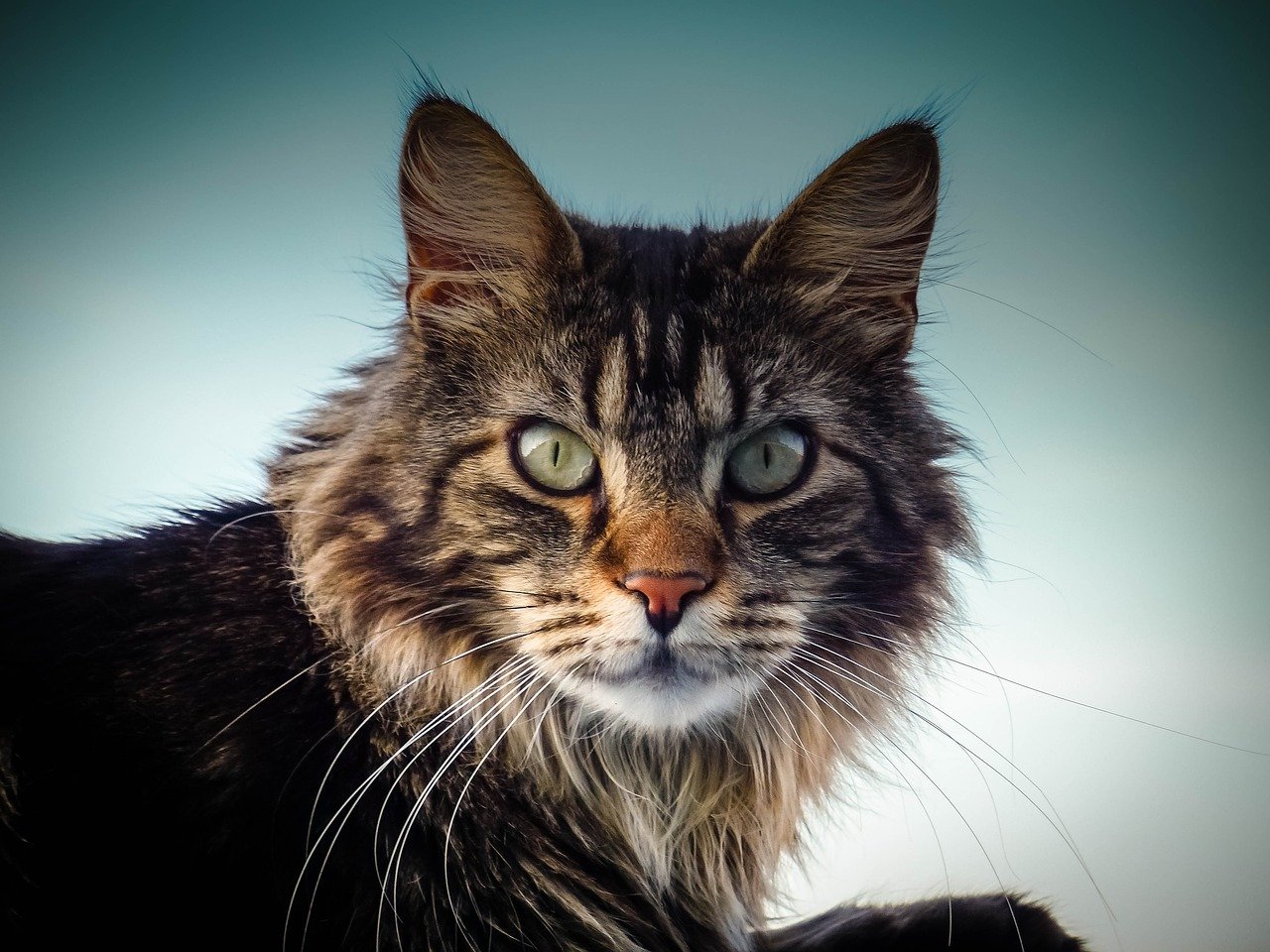 Quelques Idees De Noms Pour Votre Chat Maine Coon Nom Animal