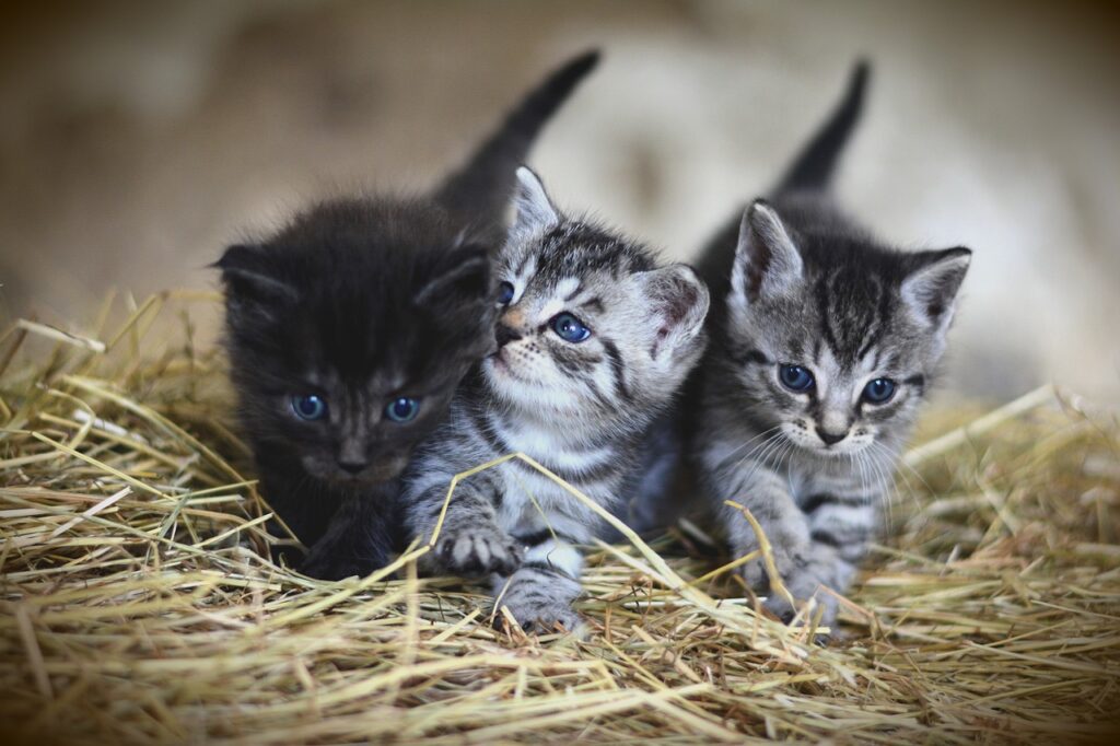 Les Dangers des Maladies chez les Chats et l’Importance de la Balance Freya