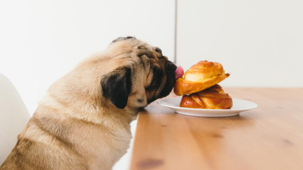 Le Monde des Bars Animaliers à Paris